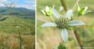 Image result for Alepidea