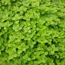 Today we'll harvest huge oregano plants and show you how the greek oregano has spread to fill almost an entire 4'x8' garden bed. Ground Cover Plants