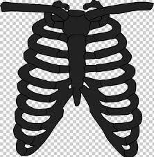 Structure and physical properties.—bone is one of the hardest structures of the animal body; Rib Cage Human Skeleton Anatomy T Shirt Png Clipart Anatomy Axial Skeleton Black And White Bone