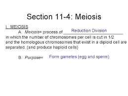 11.4 meiosis lesson objectives contrast the number of chromosomes in body cells and in gametes. Biology Chapter 11 Introduction To Genetics Mendel And