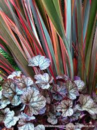 November Sun Cold Color Celebration Flower Garden Plans Flowers Perennials Plant Combinations