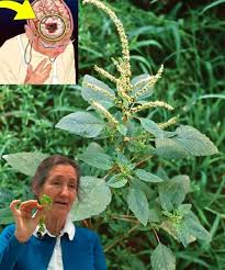 Seeing this plant is like finding 'gold' in the garden, don't throw it away….  👀👇 The recipe is in the first comment 👀👇 To continue receiving my  recipes, all you have to