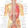 See category:human ribcage for pages which require this item, or click here to show them. 1