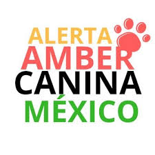 An amber alert (also amber alert) or a child abduction emergency alert (same code: Alerta Amber Canina Mexico On Twitter Africa Sigue Sin Aparecer Los Hechos Ocurrieron En La Colonia Del Valle En Benito Juarez Cdmx
