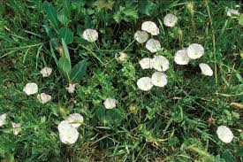 Image result for Convolvulus arvensis