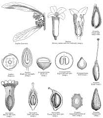 Image result for Synandrodaphne