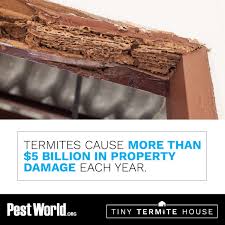 So check your policy to see which pests it covers, and act quickly if you become aware of a problem. Unfortunately Termite Damage Is Often Not Covered By Homeowners Insurance Policies If You Own A Home Consider Sched Termite Control Termites Termite Damage
