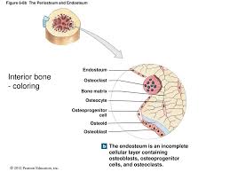 The bone matrix is composed of cells called osteocytes that form rings. 6 Osseous Tissue And Bone Structure Ppt Download