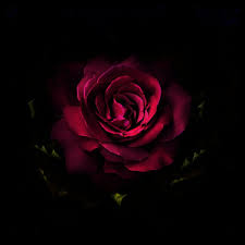 Fond d ecran panthere noire a l affut. Fonds D Ecran Nature Fonds D Ecran Fleurs Flows Rows Par Alikvak Hebus Com
