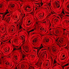 Coral Roses Are The Perfect Way To Celebrate Your First Valentine S Day Together Rose Color Meanings Red Roses Rose Color