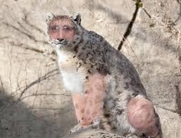 Maybe you would like to learn more about one of these? Requested Snow Leopard Tf By Azmo123 On Deviantart