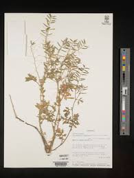 Image result for Erucastrum arabicum