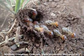Learn about different termite types like subterranean termites, drywood termites and formosan. Termites Pests Diseases