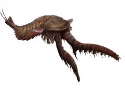 Image result for Megaloprotachne