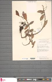 Image result for Begonia subscutata