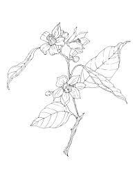 Black And White Orange Blossom Clip Art Fresh Artwork For Sarabecca On Behance Flower Sketches Flower Drawing Tree Line Tattoo