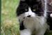 Long Haired Black And White Kitten