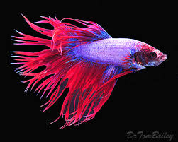 The ancestors of this fish are believed to be. Crowntail Betta For Sale Aquariumfish Net