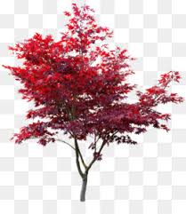 Japanese Maple Png Japanese Maple Tree Japanese Maple Leaves Tall Japanese Maple Tree Bench With Japanese Maple Japanese Maple Transparent Background Japanese Maple Tree Art Japanese Maple Varieties Line Art Japanese Maple Leaves Japanese Maple Japanese idol japanese japanese destroyer kamikaze japanese cartoon japanese battleship nagato japanese cuisine japanese maple cliparts. japanese maple png japanese maple