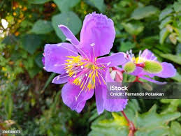 Image result for Clappertonia ficifolia