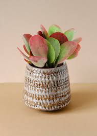 Image result for kalanchoe thyrsiflora