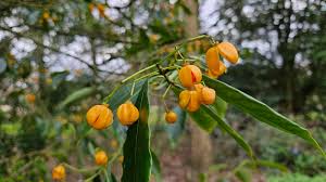 Image result for Myrianthus