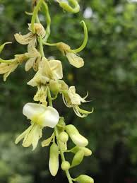 Image result for Styphnolobium japonicum