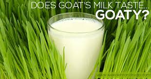 Does Goat S Milk Taste Goaty Weed Em Reap