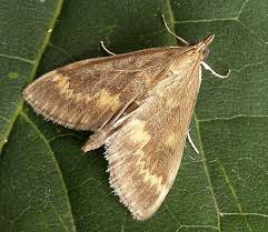 Image result for Hypolytrum pynaertii