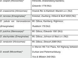 Image result for Disa brevicornis