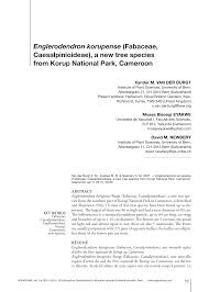 Image result for Englerodendron