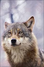 somewhere i belong by whitespiritwolf wolf dog wolf photography wolf photos