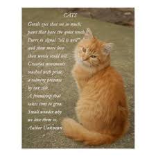 Orange Kitten Photo With Poem Poster Zazzle Com Orange Kittens Cat Poems Cats