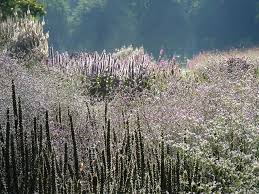 Piet Oudolf Garten Im Graflicher Park Grand Resort Bad Driburg Stauden 1 Public Garden Piet Beautiful Gardens