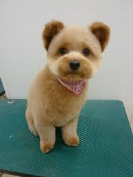 Nothing Found For Category Gallery Teddy Bear Dog Dog Haircuts Dog Grooming
