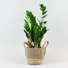 Zz plant is one of those houseplants that will survive practically anywhere you will put it! Emerald Palm The Zz Plant Bloombox Club