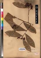 Image result for Ochna macrocalyx