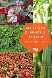 85 Winterharte Immergrune Pflanzen Liste Und Ubersicht Gartendialog De Winterharte Pflanzen Garten Winterhart Winterharte Pflanzen