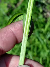 Image result for Carex echinochloe
