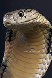 King Cobra Ophiophagus Hannah King Cobra Snake Snake Beautiful Snakes
