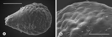 Image result for Disperis thomensis