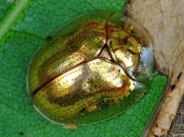 Golden tortoise beetle may refer to the leaf beetles: How To Get Rid Of Golden Tortoise Beetles Safely And Organically Dengarden