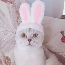 Cat Rabbit Ear Pet Bunny Cat Accessories Pet Pet Bunny Rabbits