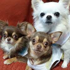 Hey You Three Beauties Chihuahua Love Chihuahua Puppies For Sale Baby Chihuahua