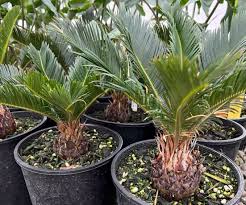 Image result for Cycas