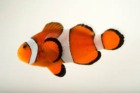 Image result for clownfish
