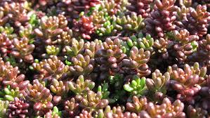 Image result for Sedum album `Coral Carpet`