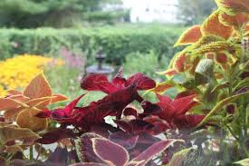 Image result for Coleus grandidentatus