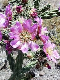 Image result for Opuntia imbricata
