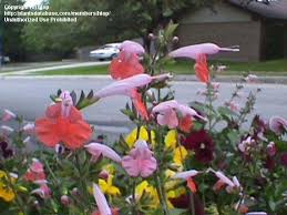 Hummingbirds seek out and flock to coral nymph plants literally from dawn to dusk, and sprays of these charming flowers are lovely in mixed bouquets. Plantfiles Pictures Salvia Hummingbird Sage Scarlet Sage Texas Sage Coral Nymph Salvia Coccinea By Htop